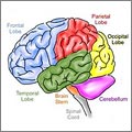 Cerebro (CC) Peta-de-Aztlan
