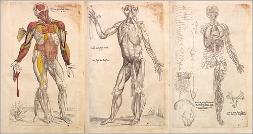 Dibujos Anatomia de Andrés Vesalio