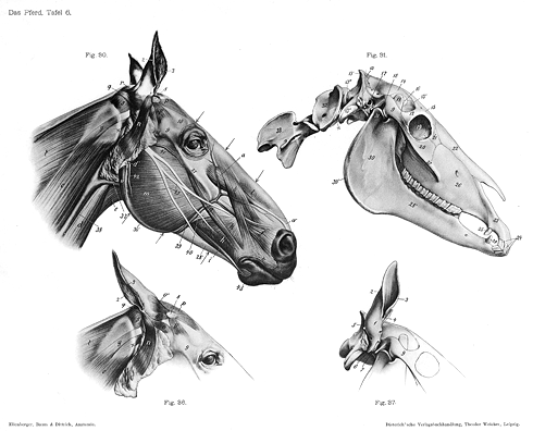 Ilustraciones Anatomia Animal