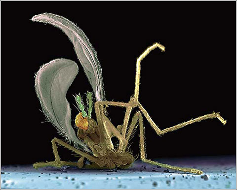 Insectos contra Parabrisas