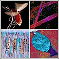 Biomedical Image Awards 2006