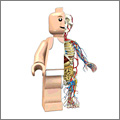 Anatomía de una figura de LEGO en 3D Anatomía de una figura de LEGO en 3D