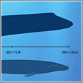 Ballenas azules Ballenas azules