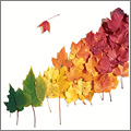 Los colores del otoño Los colores del otoño