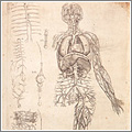 Dibujos anatómicos de Andrés Vesalio Dibujos anatómicos de Andrés Vesalio