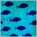 «Nos enfrentamos a océanos sin peces para el 2050» «Nos enfrentamos a océanos sin peces para el 2050»