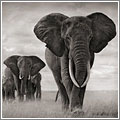 Fotografía de Nick Brandt Fotografía de Nick Brandt