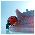 25 macrofotografías fantásticas 25 macrofotografías fantásticas