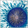 Micro Fauna Marina, de David Liittschwager
