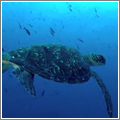 Galápagos Galápagos