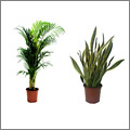 Las tres mejores plantas para purificar el aire de casa Las tres mejores plantas para purificar el aire de casa