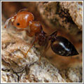 Hormigas trabajadoras Hormigas trabajadoras