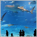 Kuroshio Sea Kuroshio Sea