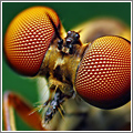 Insectos vistos con macro Insectos vistos con macro
