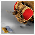 La competición de nanorobots ya tiene ganador: el pequeño MagMite