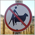 ¿Prohibido ponerse detrás de las ovejas?