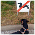 Prohibido pasear perros salchicha Prohibido pasear perros salchicha