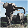 Tim Flach y el mundo de los animales Tim Flach y el mundo de los animales