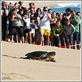 Tortugas bobas liberadas bajo gran expectación en el clásico evento anual Tortugas bobas liberadas bajo gran expectación en el clásico evento anual