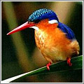 Copiar a la naturaleza para una tecnología más eficaz y limpia Copiar a la naturaleza para una tecnología más eficaz y limpia