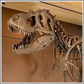 Se vende T-Rex Se vende T-Rex