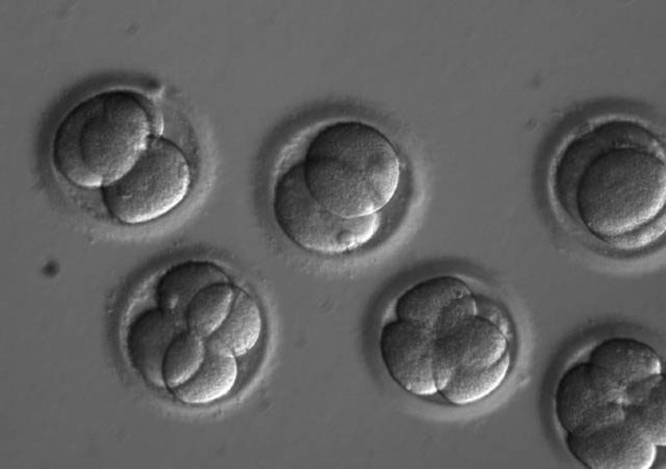 Algunos de los embriones usados en el estudio