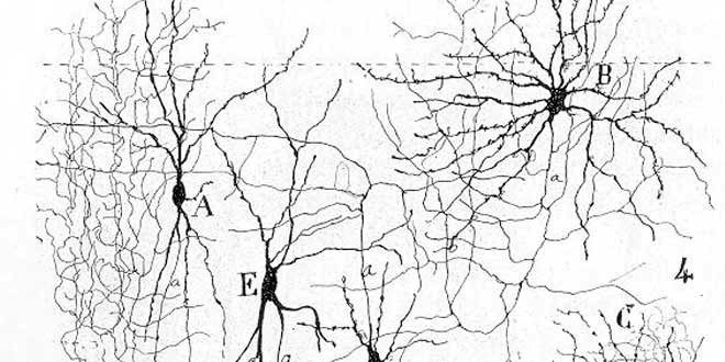 Neuronas dibujadas por Cajal