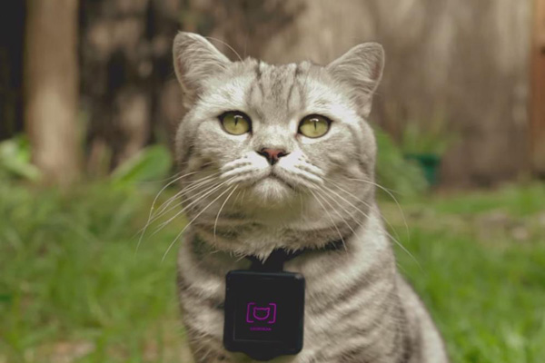 Catstacam -- wearable para que los gatos suban fotos a Instagram