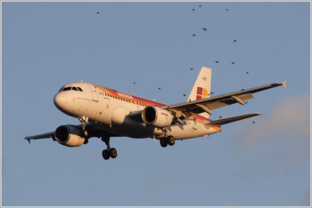 A319 EC-HGT y bandada de pájaros