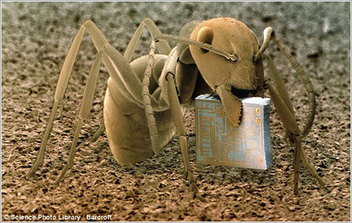 Hormiga y microchip