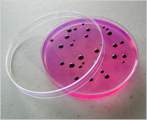Soap - Black Salmonella in a Petri Dish (Grapefruit) por cleanerscience