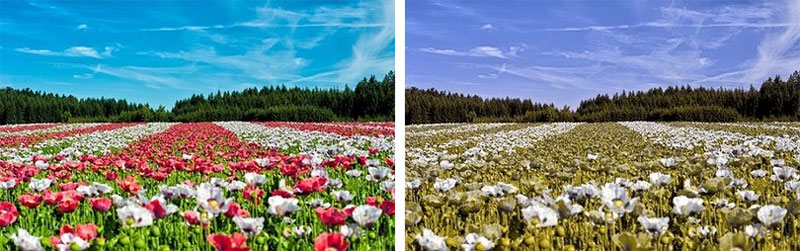 Visión normal vs deuteranopia