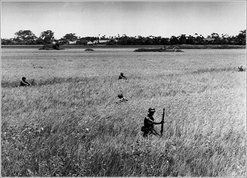 Soldados vietnamitas avanzando por un arrozal