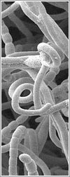 Streptomyces coelicor