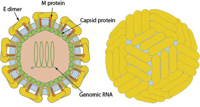 El virus Zika – Viralzone 2001 / Swiss Institute of Bioinformatics