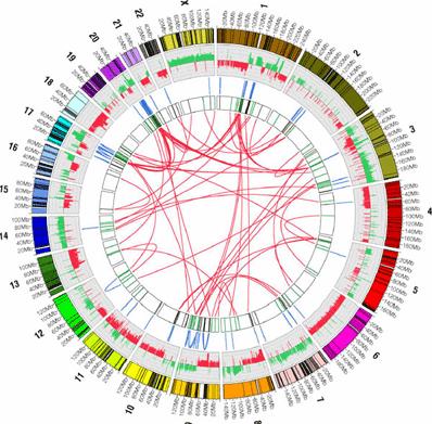 Adn-Cancer-Visiualizacion-1