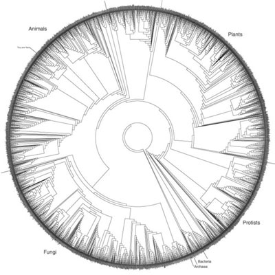 El árbol de la vida