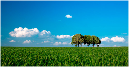 Tree Row (CC) Thomas Babut @ Flickr