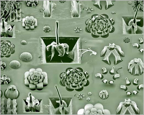 Arte Microscopico con nanotubos