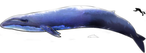 Ballena Azul