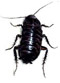 Cucaracha Oriental