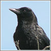 American Crow (CC) wolfpix