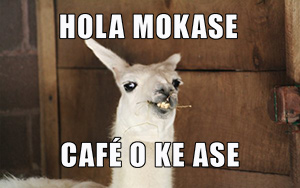 Hola mokase cafe o k ase