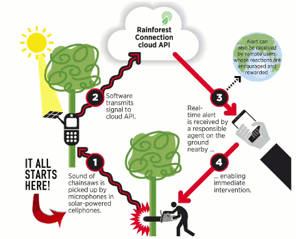 Infographic Rainfores Connection