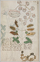 Manuscrito Voynich, en Flickr