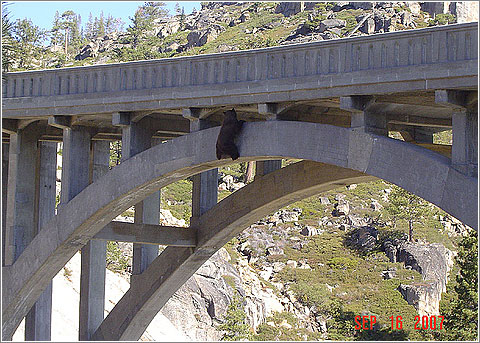 El oso subido al viaducto