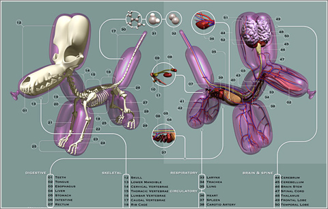 Pneumatic Anatomica © Jason Freeny