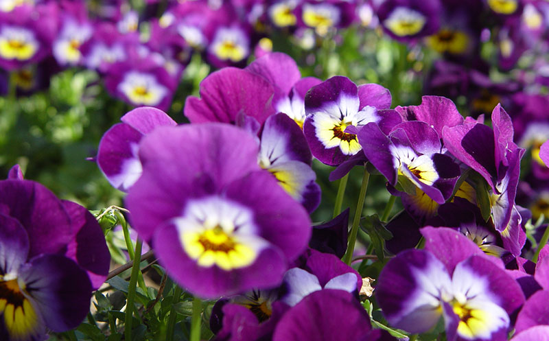 Florecillas en la Quinta de los Molinos (CC)-by Alvy