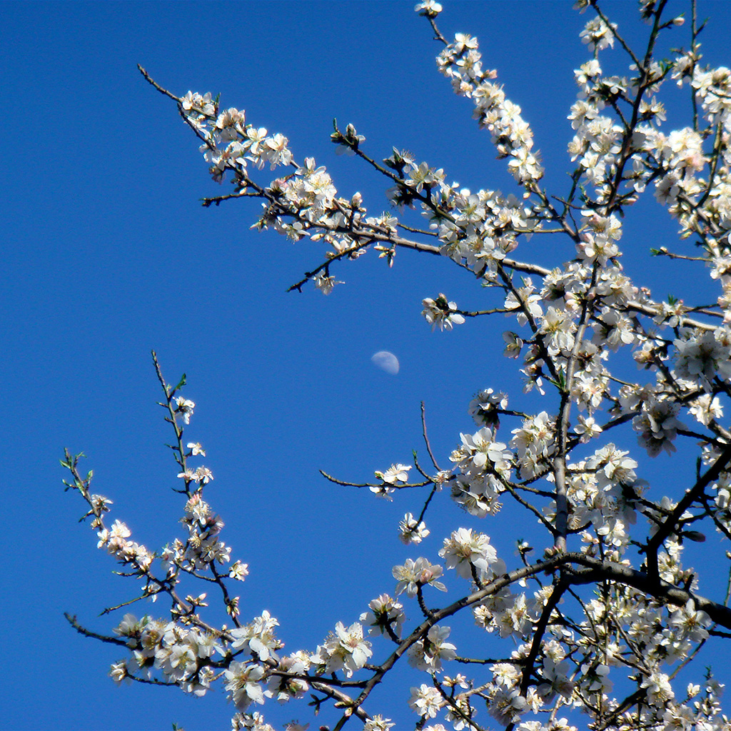 Cerezos en flor en la en la Quinta de los Molinos (CC)-by Alvy