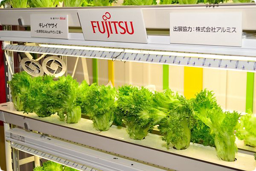 Racks Of Fujitsu Lettuce